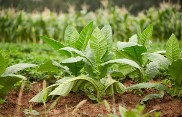 Tobacco leaves planted in farmland