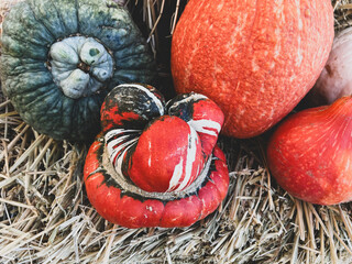 Multicolor funky colored pumpkins and gourds with textures, shapes, patterns.