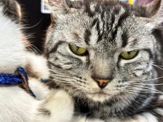 Face of moody furry grey cat for pet and animal concept