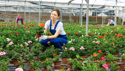 female chief agronomist of wholesale base of ornamental plants inspects young pelargonium seedlings...