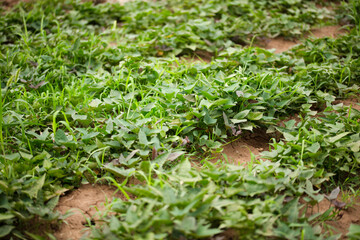 Obraz premium Sweet potato vines are growing vigorously in the sweet potato field