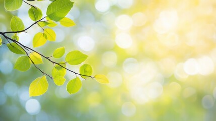 Obraz premium Sunlight gently filters through fresh green leaves, casting a tranquil glow in the surrounding natural environment