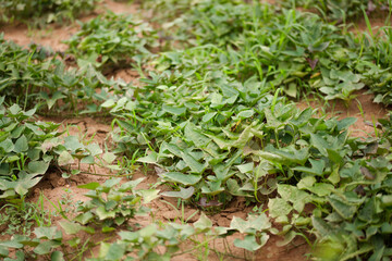 Sweet potato vines are growing vigorously in the sweet potato field