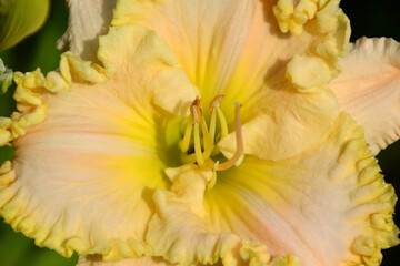 daylily wonder of All yellow
