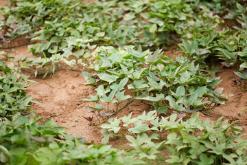 Sweet potato vines are growing vigorously in the sweet potato field
