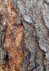 Close up detail of tree structure