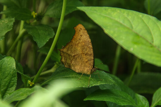 Melanitis leda butterfly or common evening brown, brown butterfly perched on a leaf