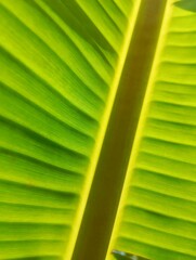 Close up of banana leaf with sunlight