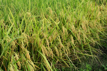 Oryza sativa or rice plant, rice fields that have turned yellow and are ready to be harvested