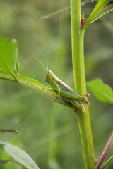 Oxya chinensis sinuosa or rice grasshopper, an insect that is often found in rice plants and disguises itself there