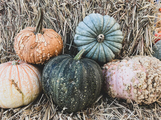 Multicolor colorful pumpkins and gourds on a pumpkin patch in autumn for Halloween decorations