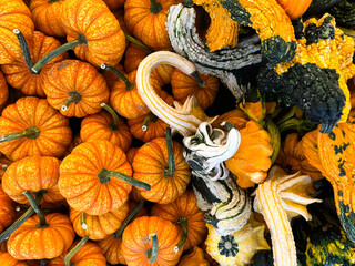 Multicolor colorful pumpkins and gourds on a pumpkin patch in autumn for Halloween decorations