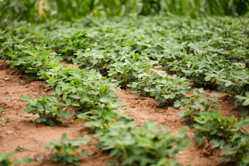 Peanuts growing in a farmland
