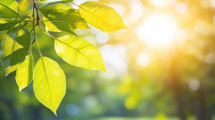 Sunlight filters through lush green leaves, creating a warm and tranquil atmosphere in a natural environment