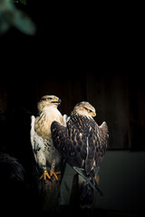 Portrait of a Hawk