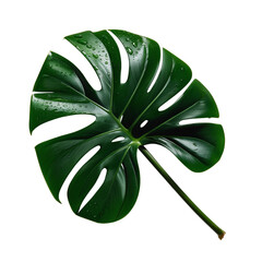 Monstera leaves  with Isolate on white background Leaves on white