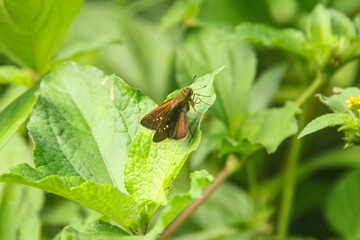 Skipper butterfly or euphyes vestris in the hesperlidae family, a small brown butterfly that perches on young leaves