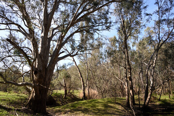 Eucalyptus camaldulensis, commonly known as the river red gum is endemic to Australia in wetlands area at Albury, New South Wales