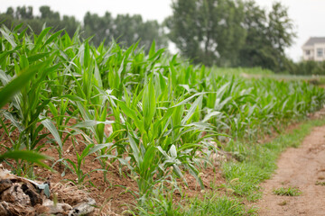 Obraz premium Green corn seedlings are growing vigorously