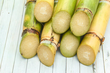 Stems from sugar cane plants or Saccharum officinarum Lin, stems from green sugar cane plants that have just been harvested