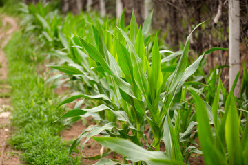 Green corn seedlings are growing vigorously