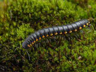 P9180113 yellow-spotted millipede, Harpaphe haydeniana, on moss., cECP 2024