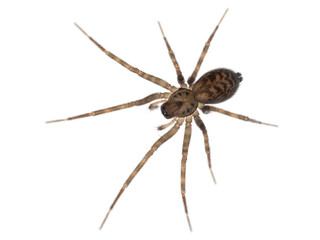 P9130102 female soft spider, Cryphoeca exlineae, isolated, cECP 2024