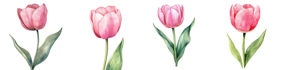 Vibrant Pink Tulips Blossoms in Spring Garden with Lush Green Leaves  Delicate and Elegant Floral Arrangement in Peaceful Serene Natural Setting  Ideal for Botanical Gardening