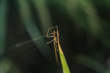 Tetragnatha montana or Silver Stretch Spider, a small species of spider that is often found on rice plants