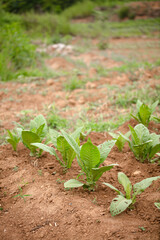 Planting dry tobacco seedlings in farmland