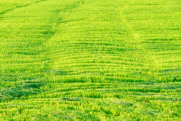 Lush Green Rice Field Under Bright Sunshine