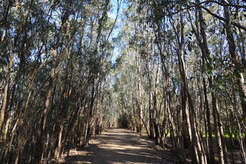 Eucalyptus camaldulensis, commonly known as the river red gum is endemic to Australia in bushland area at Albury, New South Wales , the footage with walking trails path and nature sounds.
