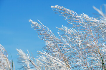 Silvery Grass Against Clear Blue Sky