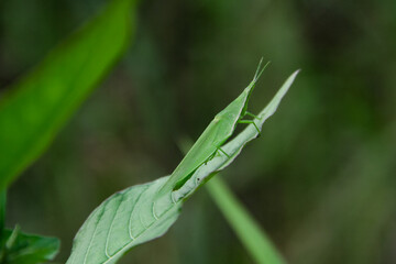 Atractomorpha crenulata or tobacco grasshopper green insects live in many green plants resembling their bodies