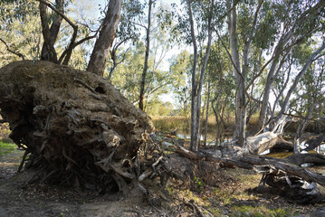 Still alive Old fallen tree of Eucalyptus camaldulensis, commonly known as the river red gum is endemic to Australia in wetlands area at Albury, New South Wales