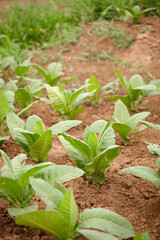 Planting dry tobacco seedlings in farmland