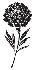 Carnation flower silhouette vector illustration on a white background