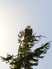 bird of prey perched upon tree top