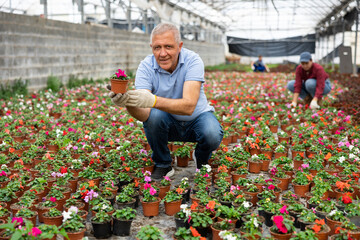 Senior male chief agronomist of wholesale base of ornamental plants inspects young balsam seedlings...