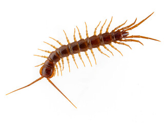 P9140055 adult brown centipede, Lithobius forficatus, isolated, cECP 2024