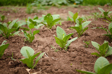 Self-grown dry tobacco seedlings