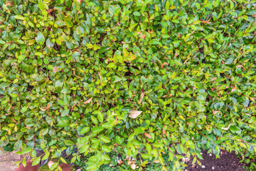 Green leaves with water drops after rain