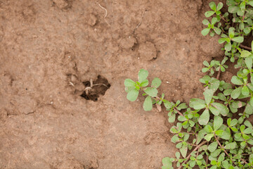 Common wild vegetable purslane in the wild