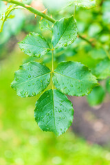 Branch of rose leaves with water drop