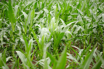 Fototapeta premium Corn seedlings in the farmland