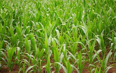 Fototapeta premium Corn seedlings in the farmland
