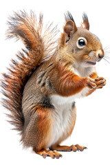 Obraz premium squirrel all alone on a transparent background