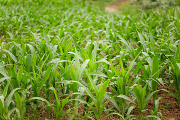 Corn seedlings in the farmland