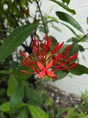 red and yellow flowers ใบไม้ ต้นไม้ ธรรมชาติ สดชื่น ร่มรื่น Leaves, trees, nature, fresh, shady