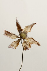 Dry Flower on beige background . Dried clemantis flower top view . Aesthetic minimalistic fine art poster. floral card.